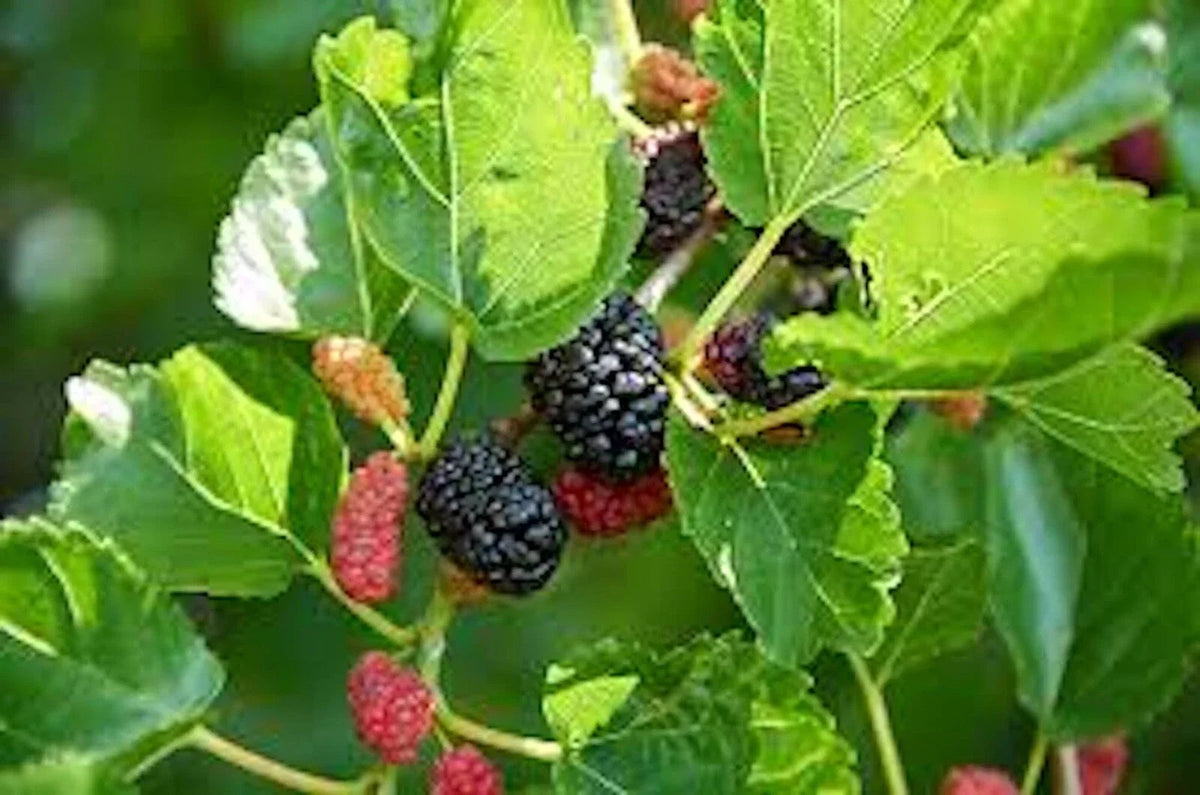 5 Red Mulberry Trees 12-24in Bare Root Morus rubra Edible Fruit for Planting