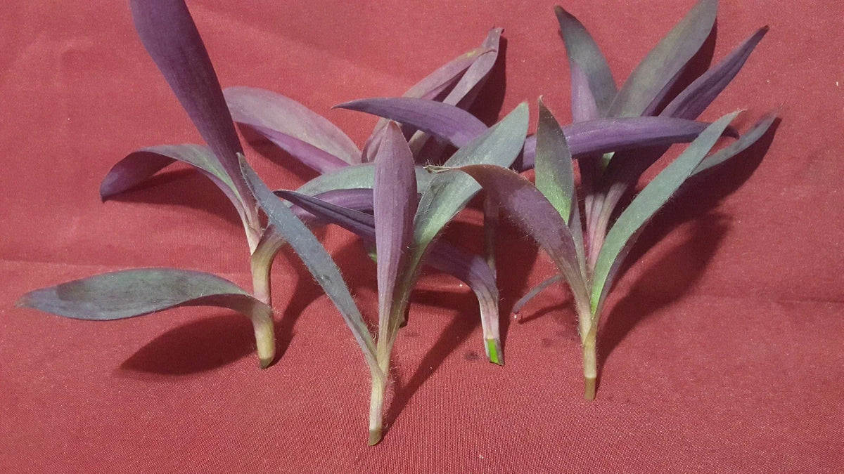 Purple Heart Wandering Jew Cuttings 5 Pieces 4-6 Inches Tradescantia pallida - Vibrant Purple Green Foliage