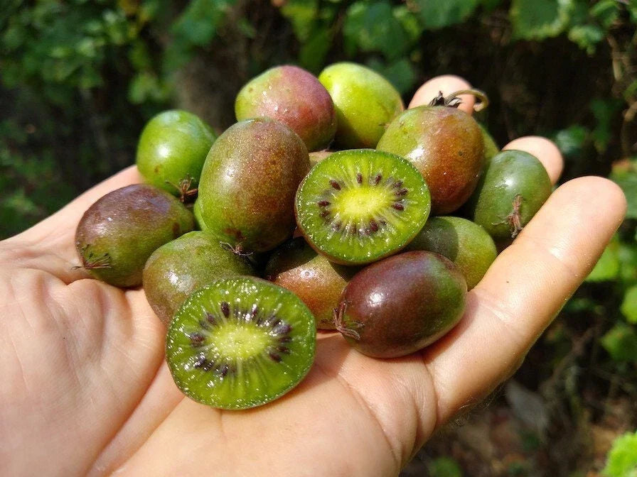 Kiwi Plants Set of 2 - Prolific Live Rooted Starter Plants - Actinidia deliciosa - Zones 4-8 - No Pot Included