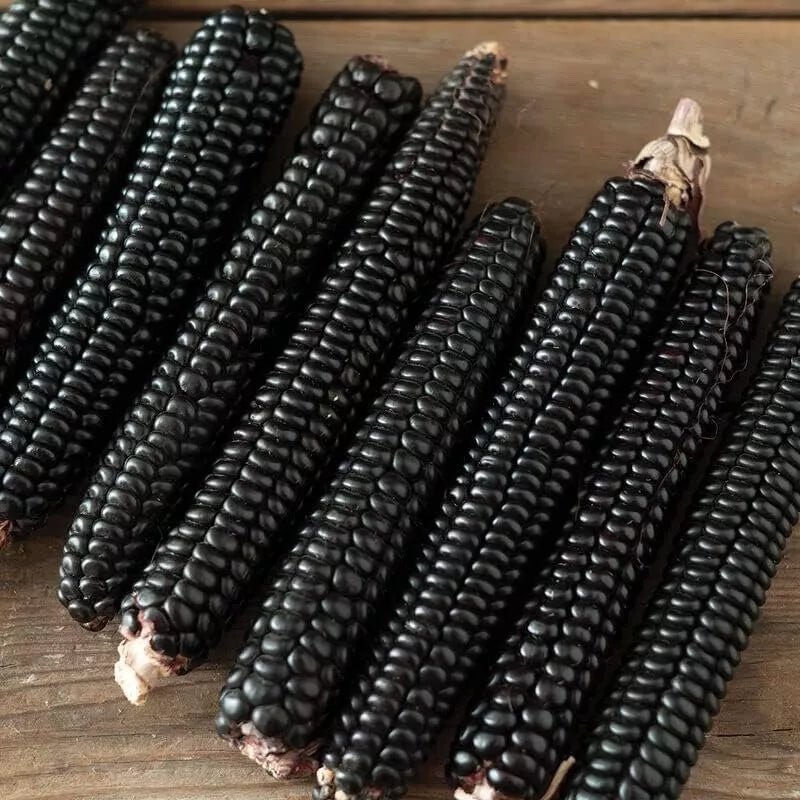 Midnight Black Corn Seeds - Non-GMO Maize - Unique Black Variety - Zea mays - High Yield for Garden or Farm
