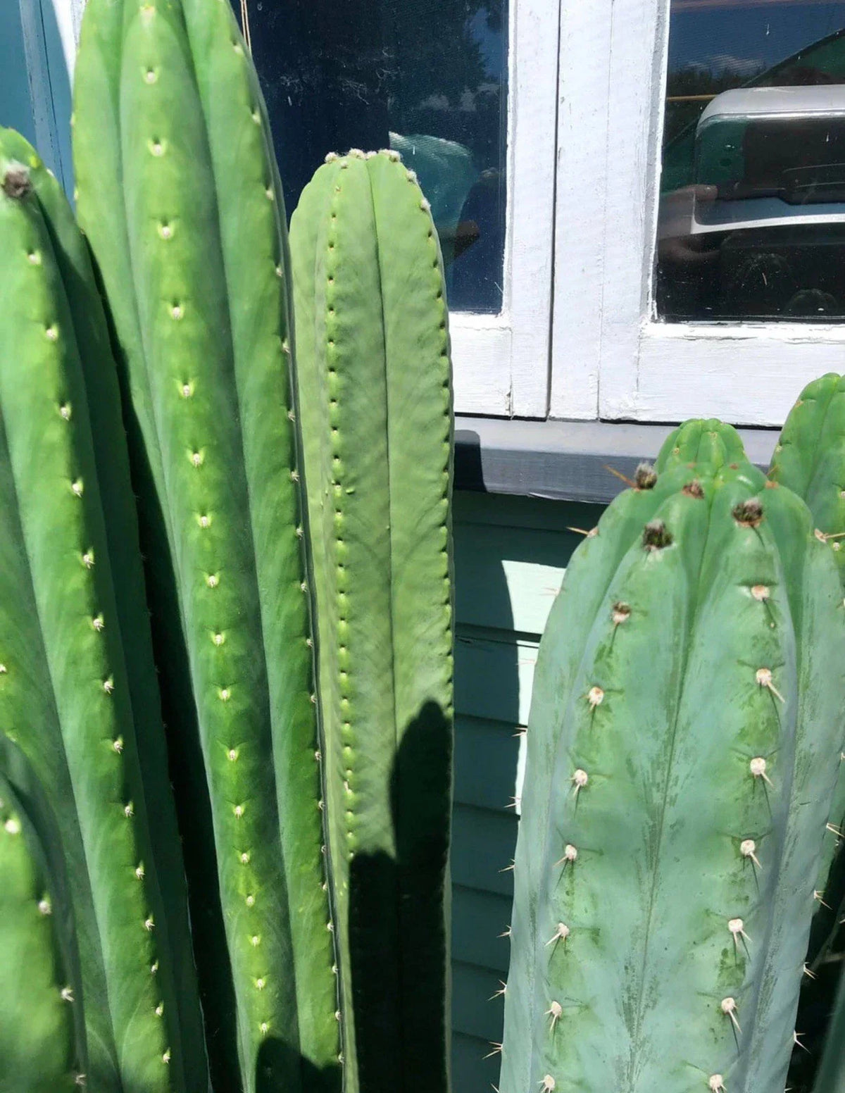 Cactus Cuttings 14"-18" Assorted Varieties with Freebies - Succulent Plant Cuttings (Cactaceae) for Indoor/Outdoor Gardening