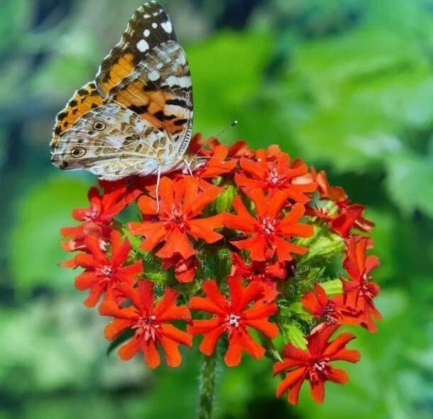 Maltese Cross Flower Seeds - 50 Seeds - Red Perennial Garden Plants - Lychnis Chalcedonica - Attracts Butterflies
