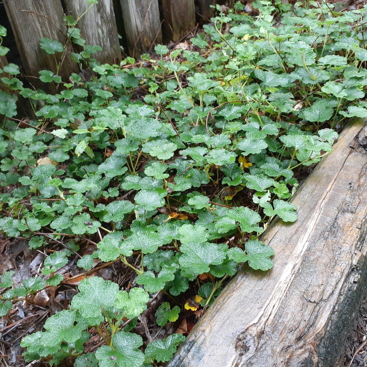 Creeping Golden Raspberry Live Plant - 4-Inch Pot, Formosan Variety, Evergreen Ground Cover - Rubus pentalobus