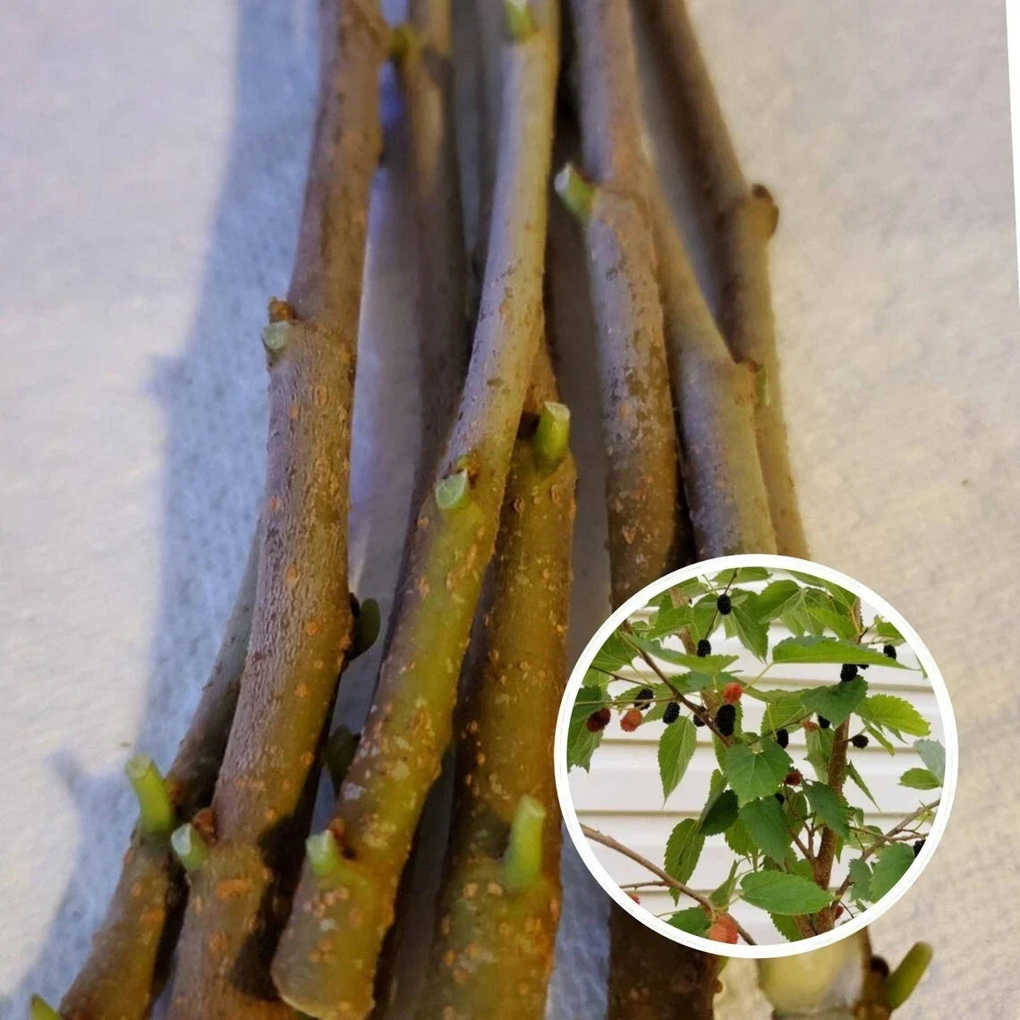 Mulberry Cuttings 15-Pack Unrooted Organic Morus alba 8 Inches for Gardening, Wholesale Plant Propagation