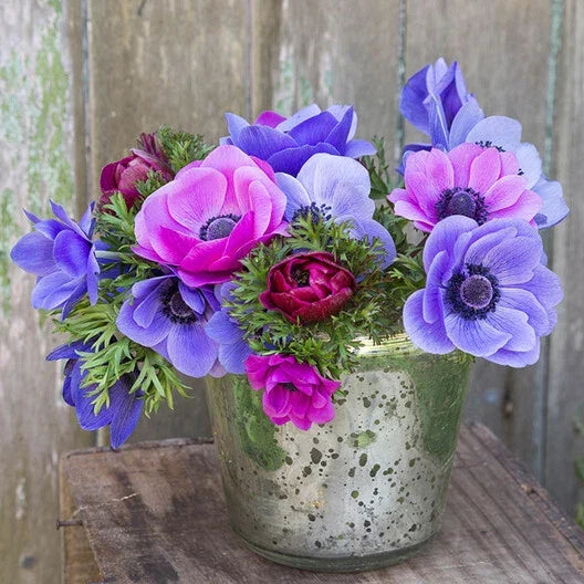 Anemone Seeds - 40 Pack - Blue Poppy & Rose Red - Anemone coronaria - Pollinator Friendly, Low Maintenance Garden Flowers