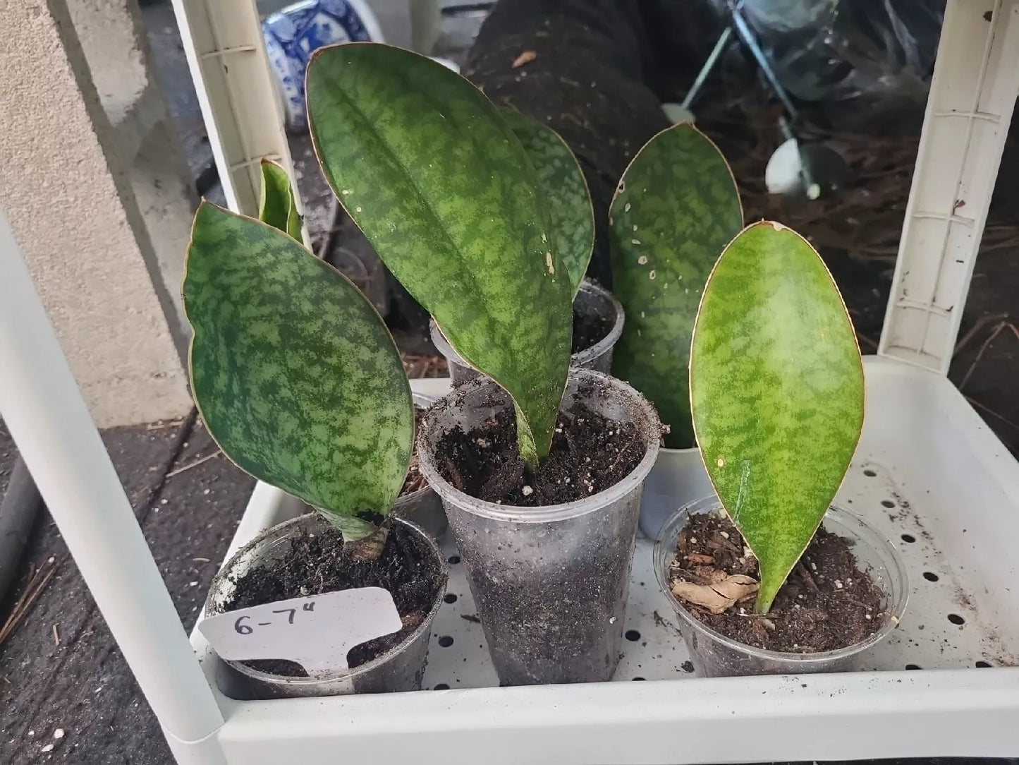 Whale Fin Snake Plant 6-7" in 3.5" Pot, Sansevieria Masoniana, Rooted Indoor Plant