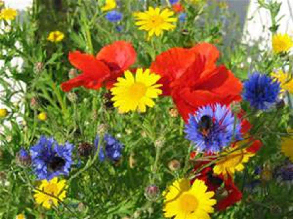 Wildflower Seed Mix 2 oz | Colorful Native Flowers Blend | Pollinator Friendly - Various Species