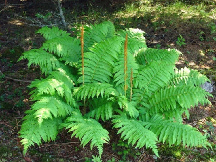Cinnamon Fern Rhizome Roots 5" - Osmundastrum Cinnamomeum - Blue-Green Fronds - Hardy Perennial Plant for Shaded Gardens