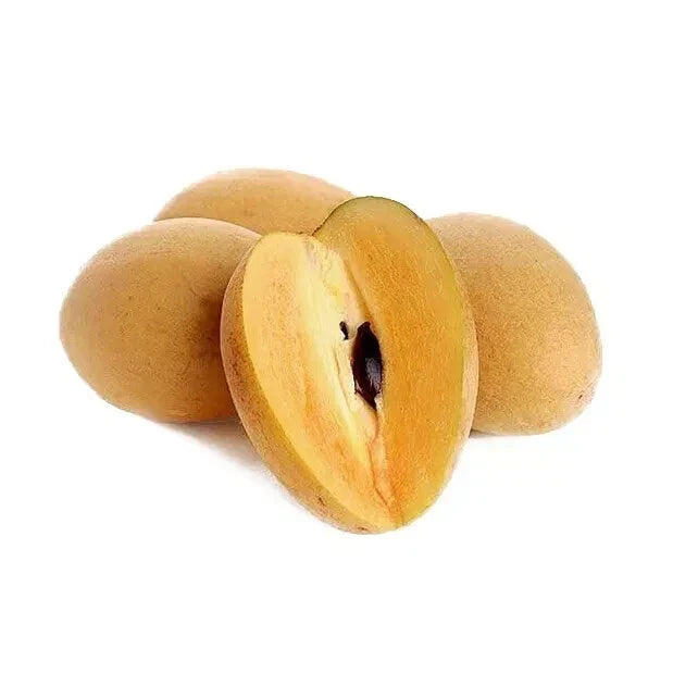 Very Sweet Sapote Seeds - 10 Pack - Sapodilla - Manilkara zapota - Tropical Fruit Garden - USA Seller - Fresh 2024