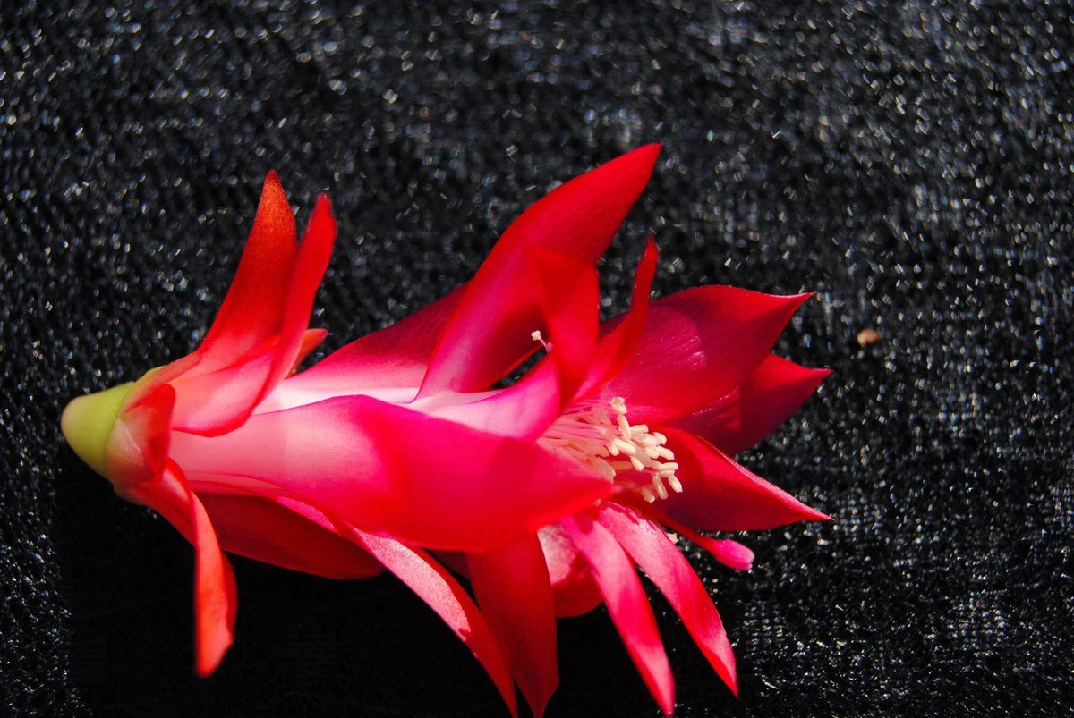 Christmas Cactus Starter Plant - Healthy Well-Rooted Schlumbergera Truncata - Ideal for Holiday Decor