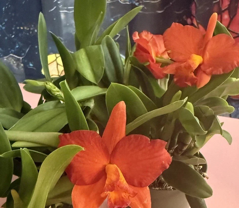 Cattleya Orchid Plant, Bare Root, 1-3 Stems, Exotic Blooms, Cattleya spp., Unique Houseplant, No Pot, No Tag