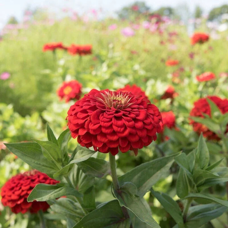 Benary Giant Scarlet Zinnia Seeds - 100+ Pack - Zinnia elegans - Non-GMO - USA Grown - Attracts Pollinators - Perfect for Garden