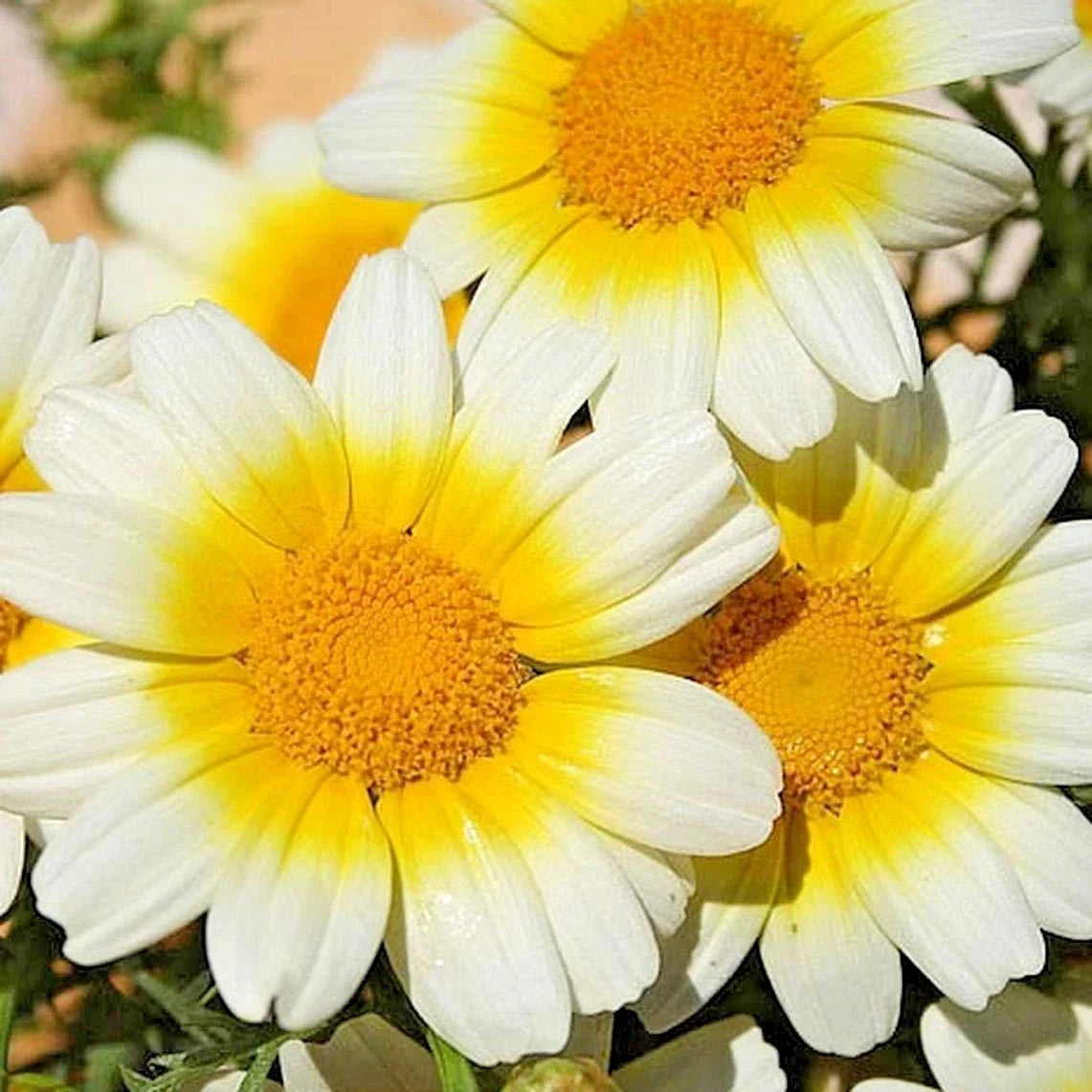 Garland Daisy Flower Seeds - 300+ Seeds for Asian Cuisine & Teas - Prairie Wildflower (Bellis perennis)