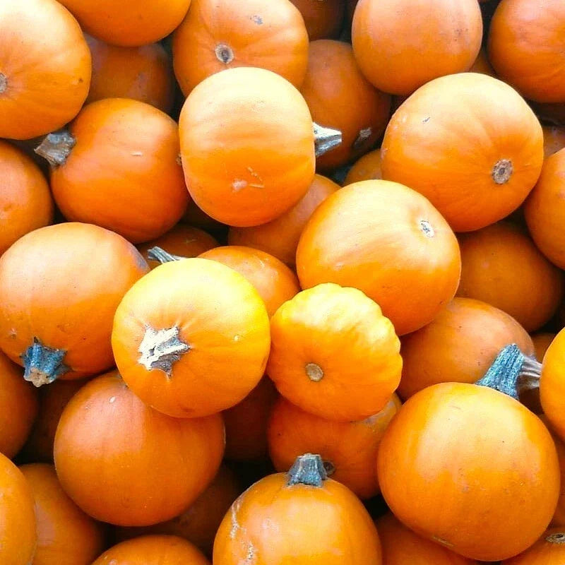 Wee-B-Little Pumpkin Seeds | Mini Orange Round Bush Pumpkins | Cucurbita pepo | Non-GMO Untreated Seeds for Garden