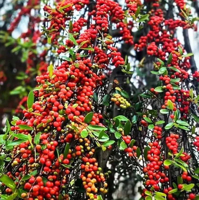 Live Weeping Yaupon Holly Plant 4-6" Soil-Wrapped Roots Ilex vomitoria 'Pendula' Evergreen Shrub for Garden Landscaping