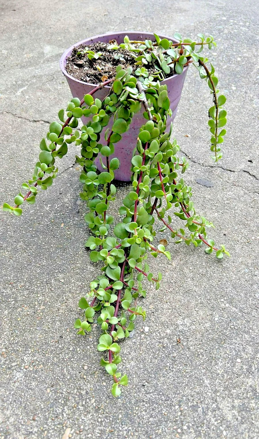 Rare Variegated Portulacaria Afra 'Aurea' Elephant Bush Bonsai 1 Gallon - Unique Indoor Succulent Plant for Home Decor