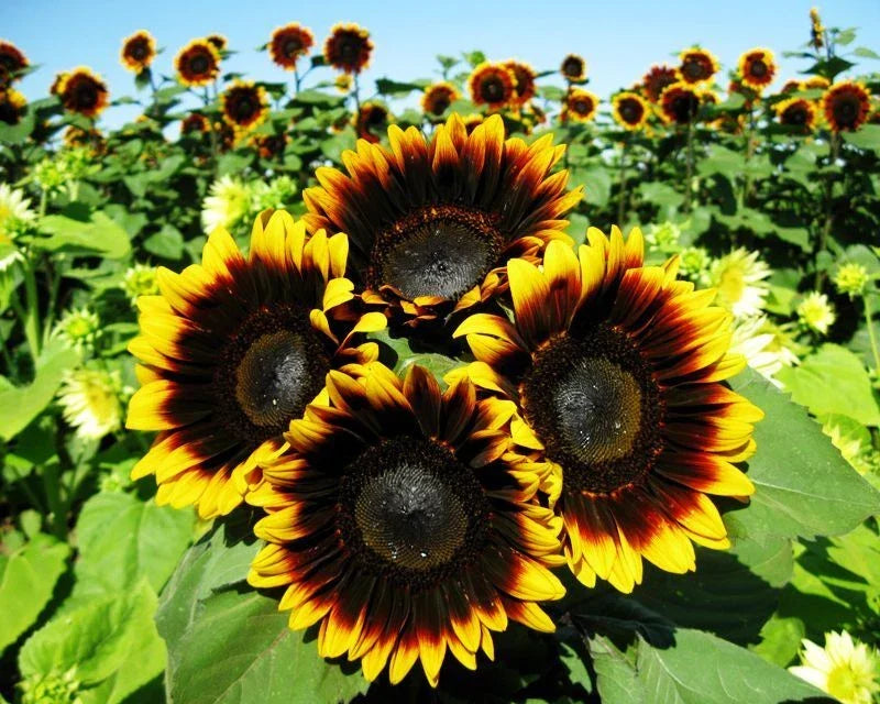 Pro Cut Bi-Color Sunflower Seeds, Pack of 50, Vibrant Yellow & Orange, Helianthus annuus for Garden Planting