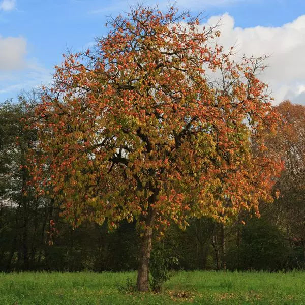 American Persimmon Tree 12-18" Live Bare Root Diospyros Virginiana Hardy Fast Growing for Zones 5-9