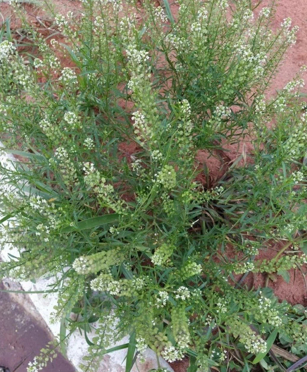 Organic Peppergrass Seeds - 100+ Count - Virginia Pepperweed Herb - Lepidium virginicum - Non-GMO, Easy to Grow Culinary Herb