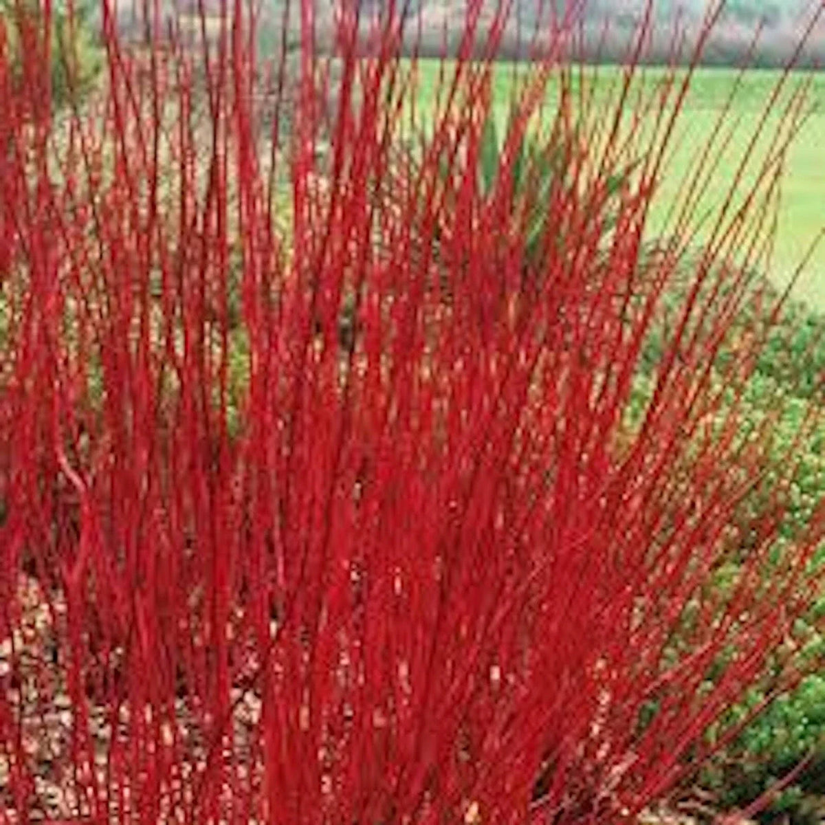Red Twig Dogwood Shrub 12-18in Live Bare Root 5 Pack - Cornus sericea - Vibrant Red Stems for Hedges and Borders