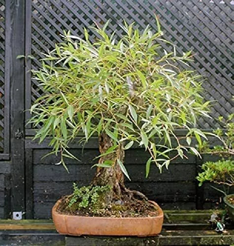 Willow Tree Bundle - 1 Fast Growing Aussie Willow & 1 Weeping Willow - Salix babylonica & Salix australis - Young Trees