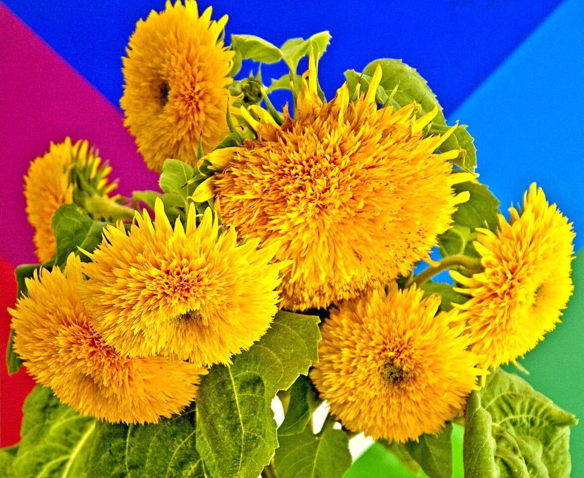 Teddy Bear Sunflower Seeds 60 Pack - Yellow Flower Helianthus annuus for Garden Planting and Easy Growth