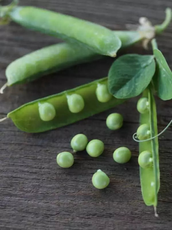 Alaska Peas Seeds 8oz Heirloom Microgreens Fast Growing Pisum sativum Non-GMO for Home Garden Indoor Planting