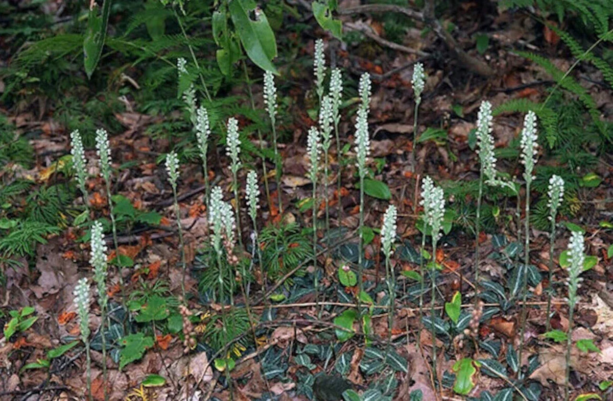 Rattlesnake Orchid Plant - 20 Root Systems - Goodyera oblongifolia - Perennial - Unique Foliage - Low Maintenance
