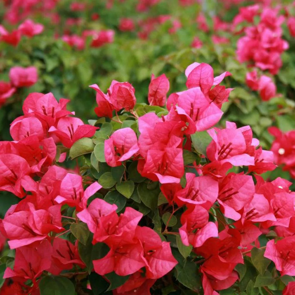 Bougainvillea Starter Plant - JUANITA HATTE Variety - Bare Root - Bougainvillea glabra - Vibrant Purple & Magenta Blooms