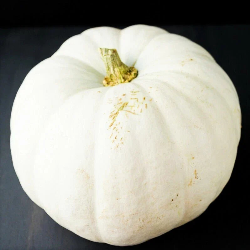White Queen Pumpkin Seeds - Casper Ghost Lumina Polar Bear Variety - Cucurbita pepo - 2025 Seed Pack for Gardening