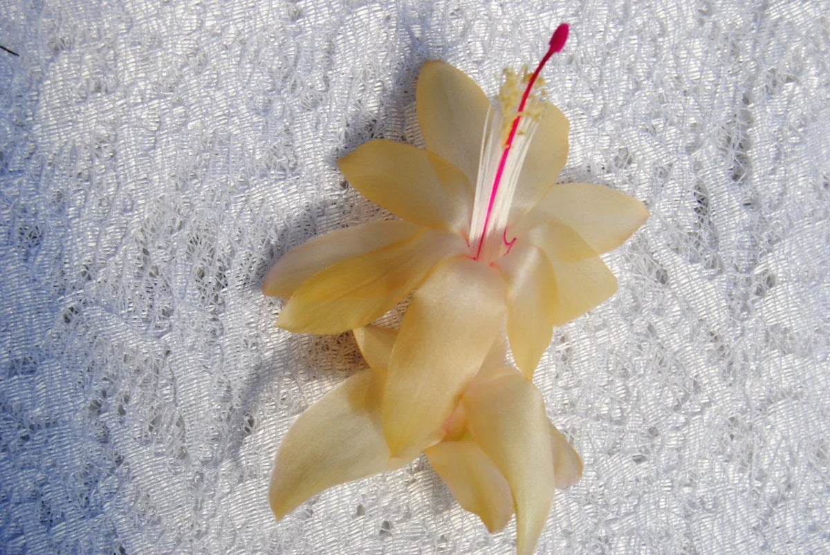 Christmas Cactus Starter Plant - Small Gold Butterfly - Schlumbergera Truncata - Well-Rooted Indoor Plant for Home Decor