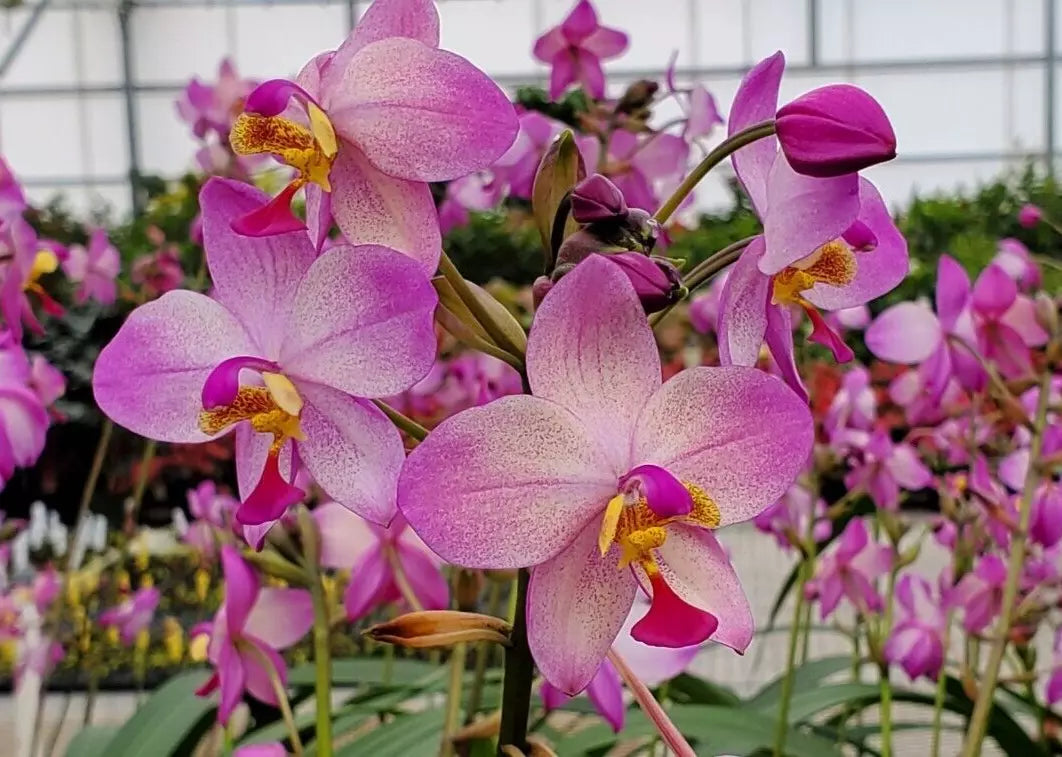 Spathoglottis Harmony Orchid Plant 3" Pot - Rooted Terrestrial, Purple & White Flowers, Spathoglottis plicata 'Harmony'