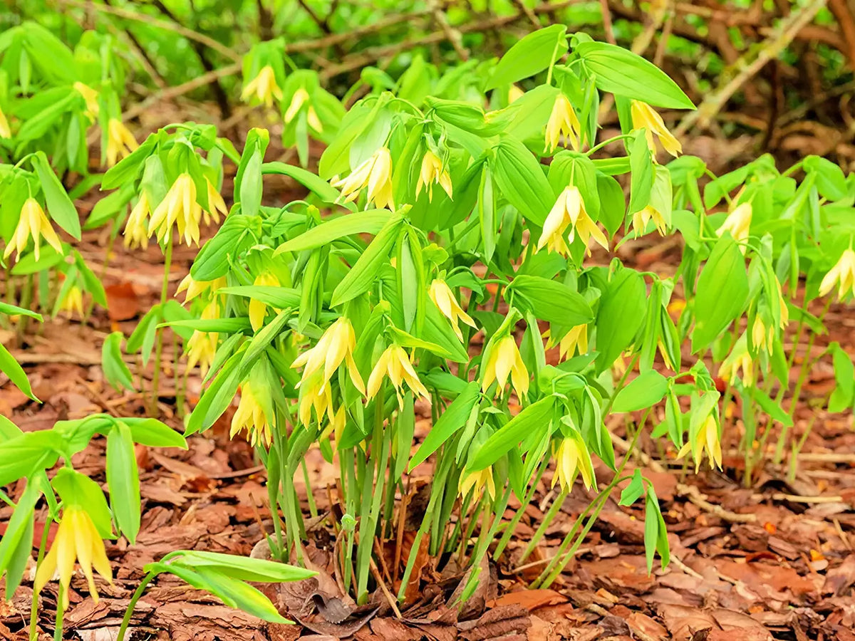 Bellwort Seeds - 10 Pack - Weeping Bell-Shaped Blooms - Uvularia grandiflora - Ideal for Shade Gardens