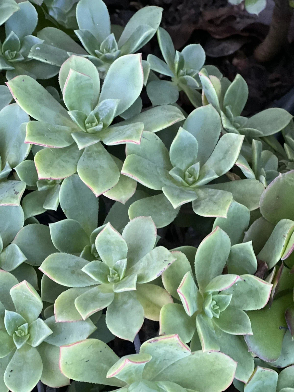 Aeonium Pinwheel Cutting | Green Rosette Succulent | Aeonium tabuliforme | Low Maintenance Indoor/Outdoor Plant