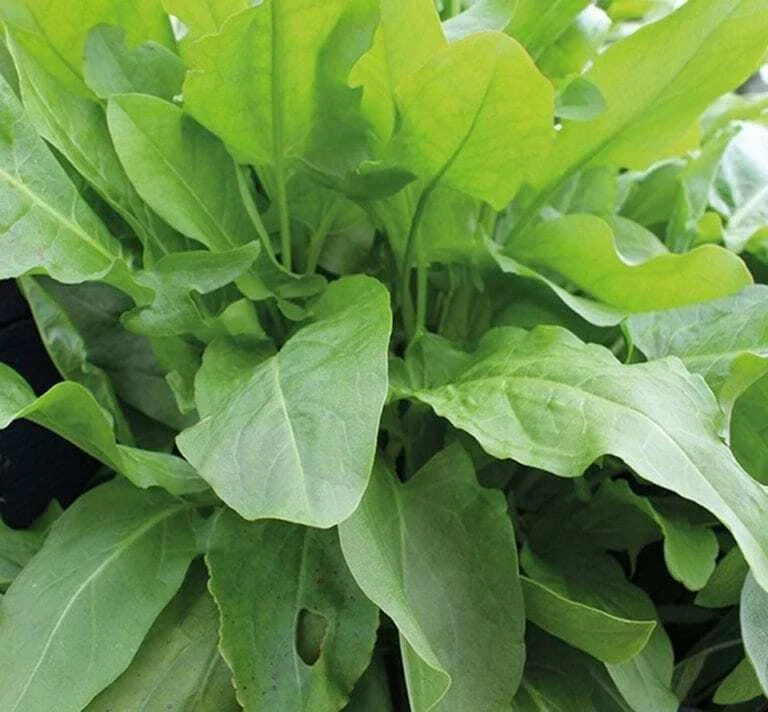 Large Leaf Sorrel Seeds 625 Count (Rumex acetosa) - Culinary Herb with Lemony Flavor, Perennial Garden Essential