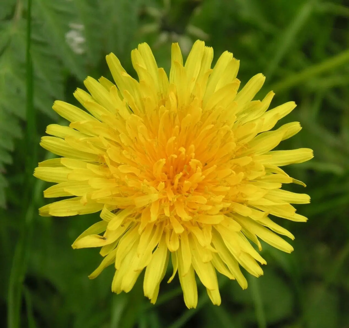 Dandelion Seeds 100+ Perennial Culinary Herb for Teas Taraxacum officinale - Versatile Garden Plant, Free Shipping