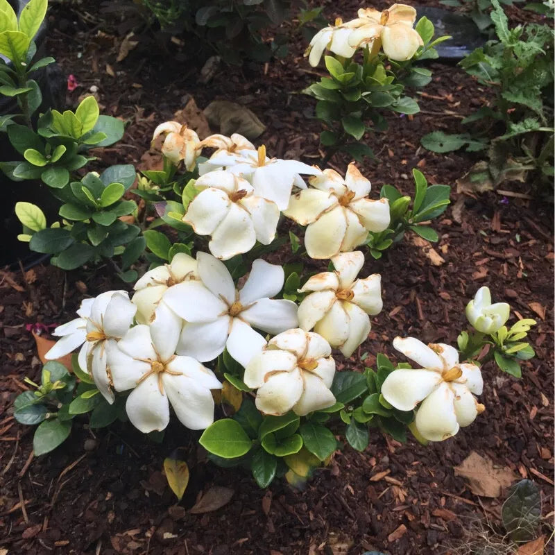 Kleim's Gardenia Live Plant 6-10 Inches Bare Root Fragrant Evergreen Dwarf Gardenia jasminoides 'Kleim's Hardy'