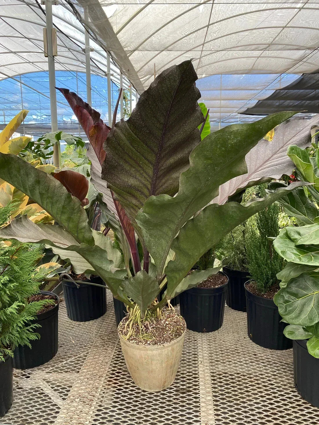 Anthurium Big Red Bird - Small Well-Rooted Starter Plant - Anthurium sect. Pachyneurium - Glossy Red Flowers, Low Maintenance
