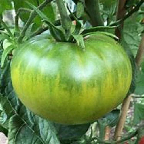 Aunt Ruby's German Green Tomato Seeds - 25 Heirloom Seeds - Solanum lycopersicum - Non-GMO Organic Variety for Home Garden