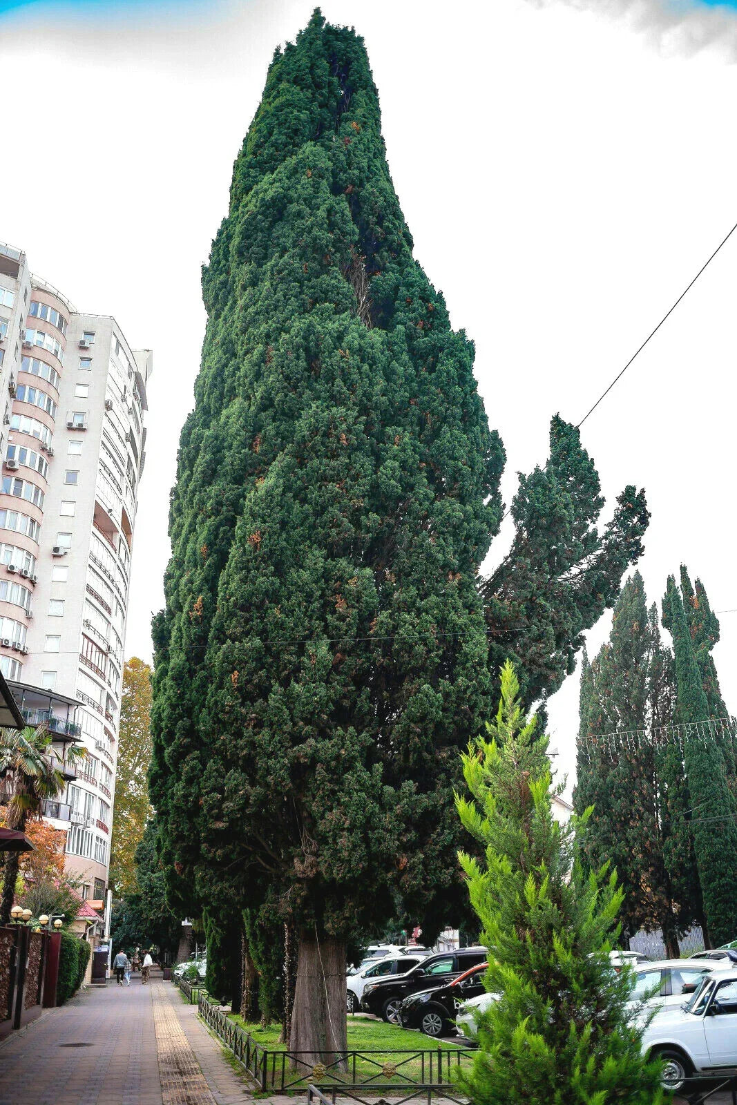Green Giant Thuja Seeds - 30+ Pack - Fast-Growing Arborvitae (Thuja plicata) - Ideal for Privacy Screens & Hedges