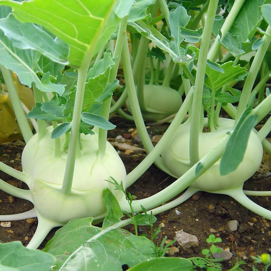Kohlrabi Seeds 300+ Heirloom White Vienna Non-GMO Brassica oleracea var. gongylodes - Vegetable Gardening Seeds USA