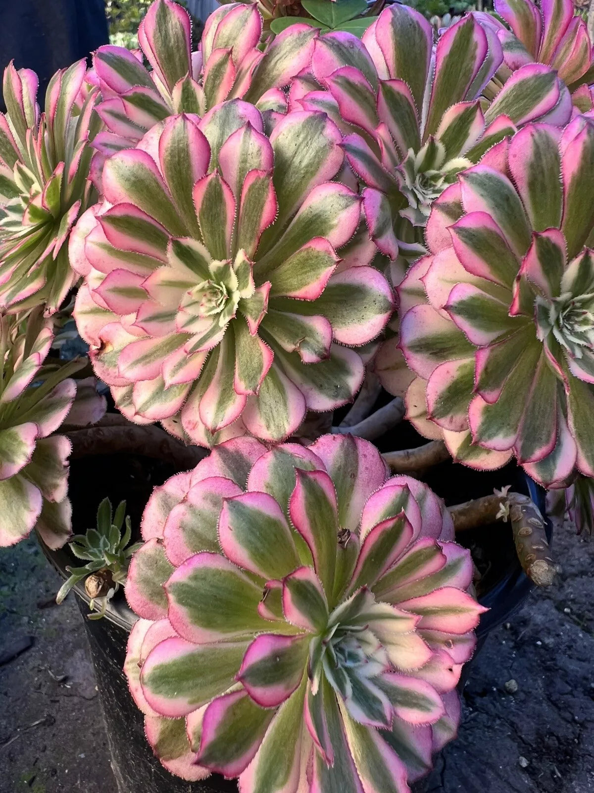 Aeonium Garnet Var Succulent Plant - 4-inch Pot - Drought-Tolerant Burgundy Foliage - Aeonium 'Garnet'