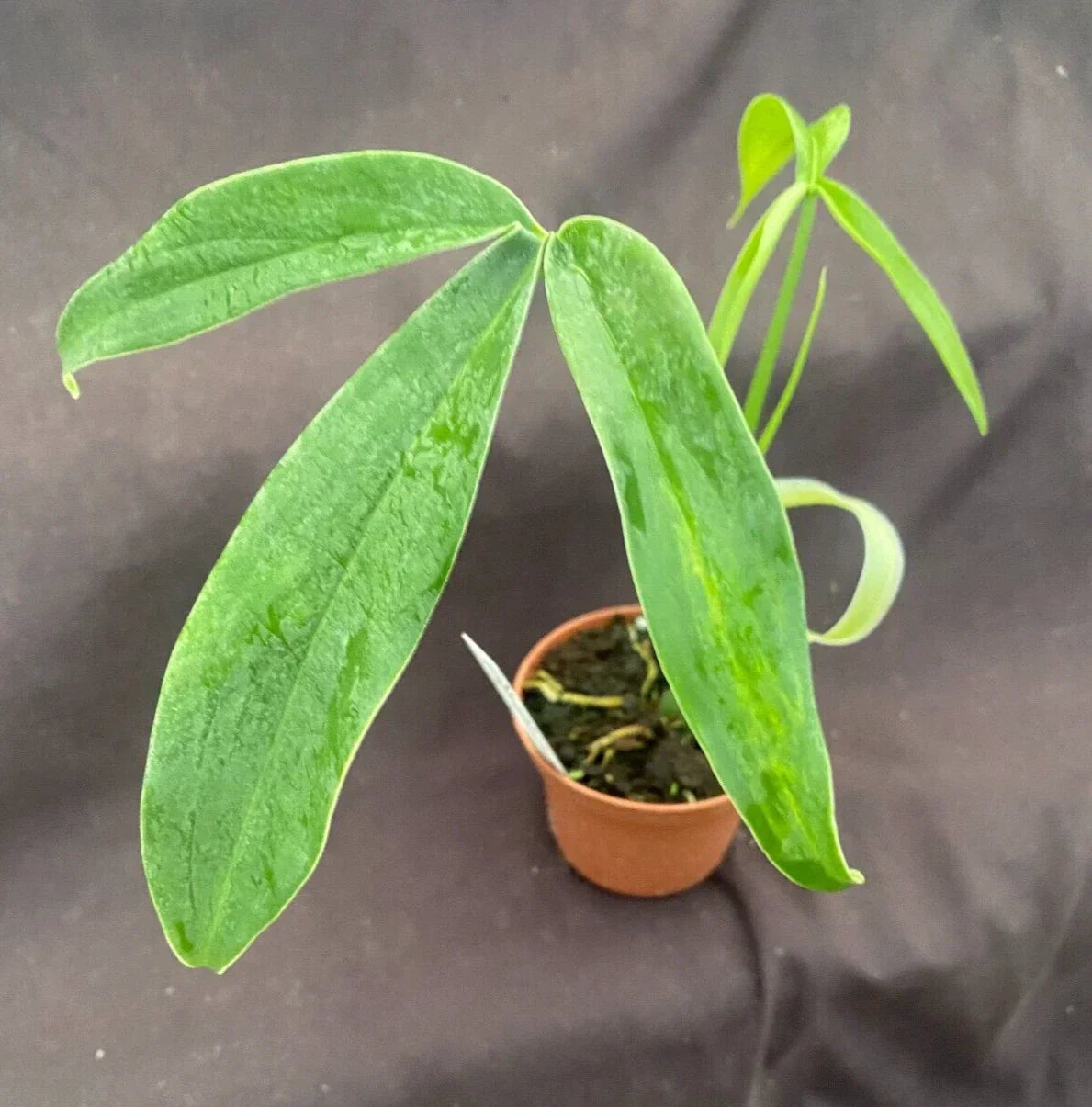 Philodendron Tripartitum Rooted Plant 3" Pot - Unique Three-Lobed Leaves, Easy Care, Air-Purifying Houseplant
