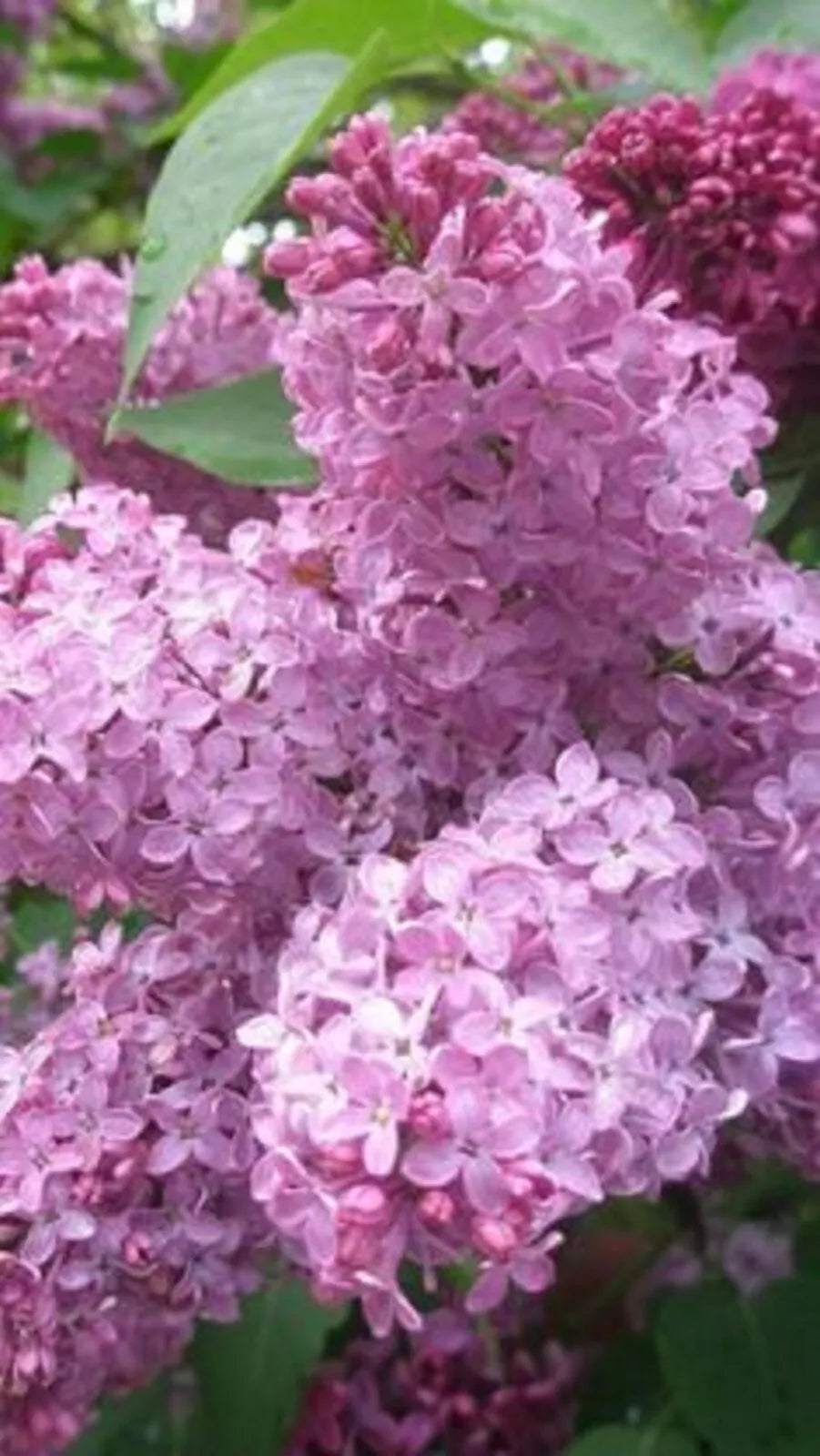 Heather Lilac Seeds - 25 Pack - Fragrant Lavender-Purple Flowers - Syringa vulgaris - Perennial Garden Plant