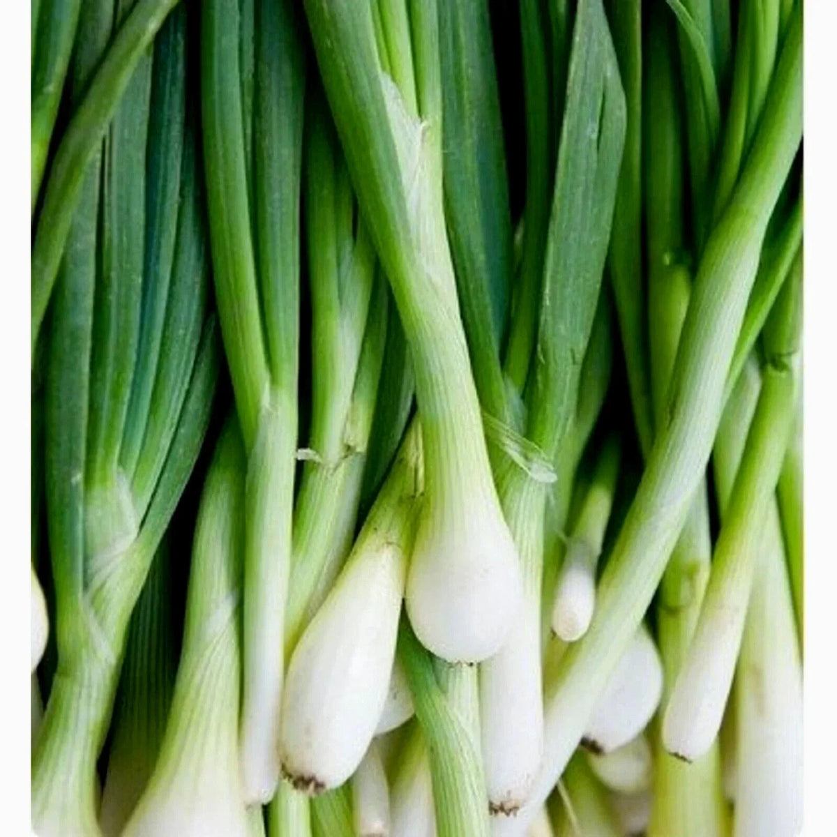 Tokyo Long Bunching Onion Seeds - 200+ Non-GMO - Allium fistulosum - Easy to Grow for Home Gardening