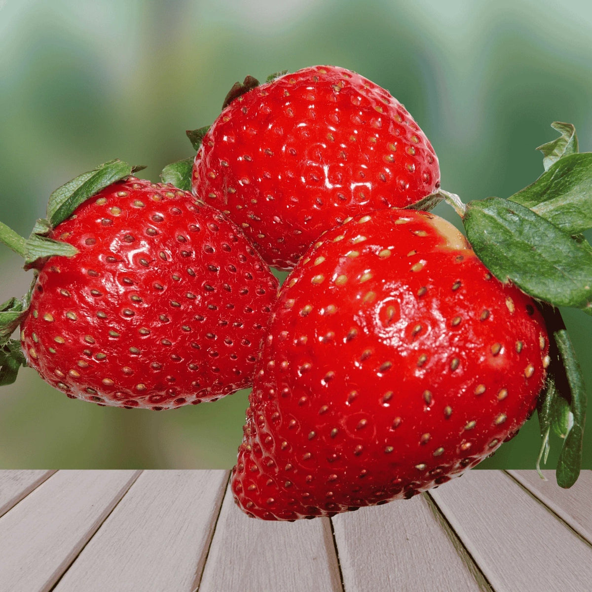Bare Root Strawberry Plants - Large Sweet Dickens Variety - Fragaria × ananassa - June-Bearing, Non-GMO, Home Garden