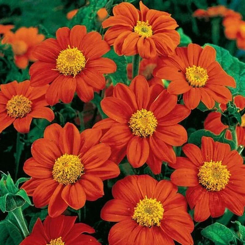 Tithonia Seeds - 50 Organic Fiesta Del Sol - Mexican Sunflower (Tithonia rotundifolia) - Vibrant Orange Blooms - USA Grown