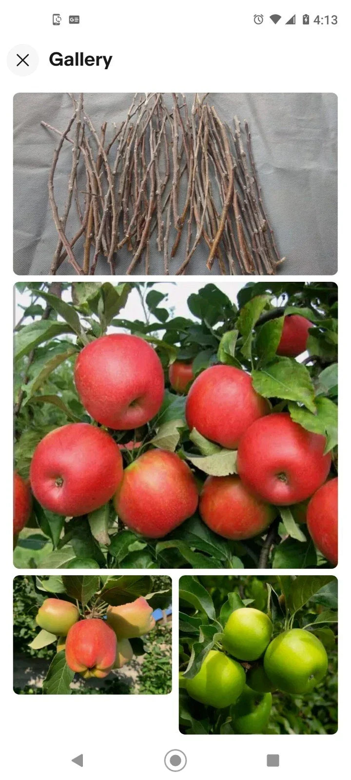 Apple Tree Cuttings 6+1 Free Live Scions Organic Mixed Varieties Malus domestica for Grafting