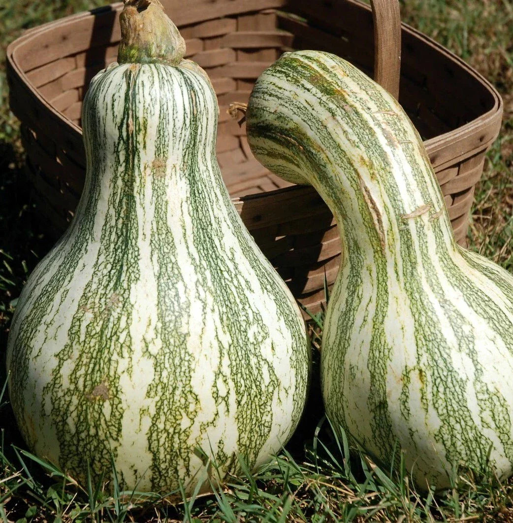 Cushaw Green Striped Pumpkin Seeds, NON-GMO, Cucurbita mixta, Organic Heirloom Gardening, Tennessee Sweet Potato Variety