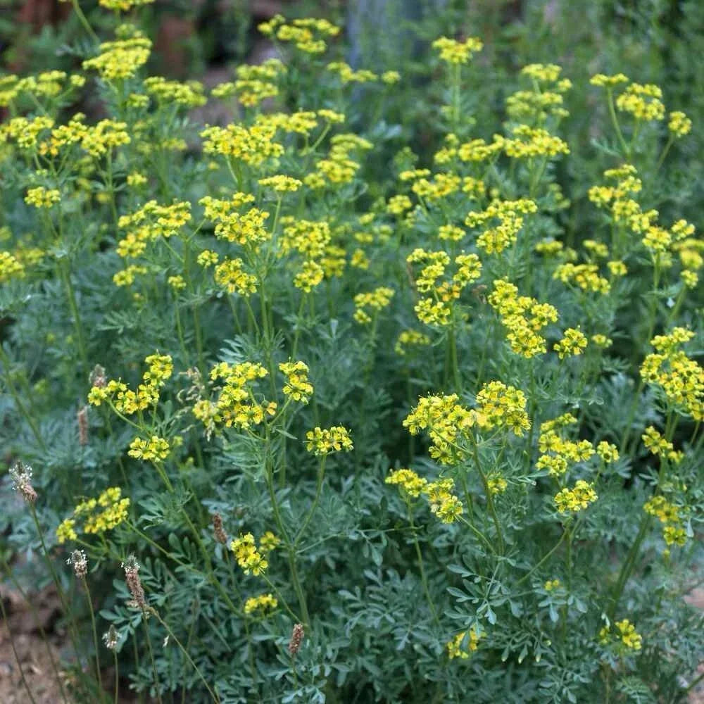 Rue Seeds 100+ Pack | Non-GMO Medicinal Herb | Ruta graveolens | Aromatic Garden Plant